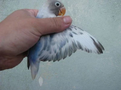 Agapornis škraboškový